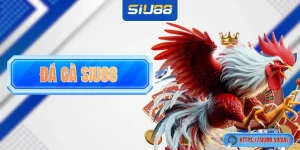 Đá Gà SIU88: Nơi Mãn Nhãn Với Trận Kê Chiến Long Trời Lở Đất