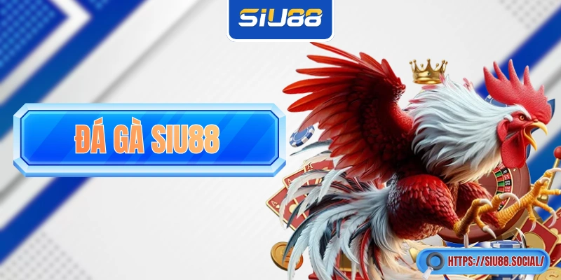 Đá Gà SIU88: Nơi Mãn Nhãn Với Trận Kê Chiến Long Trời Lở Đất